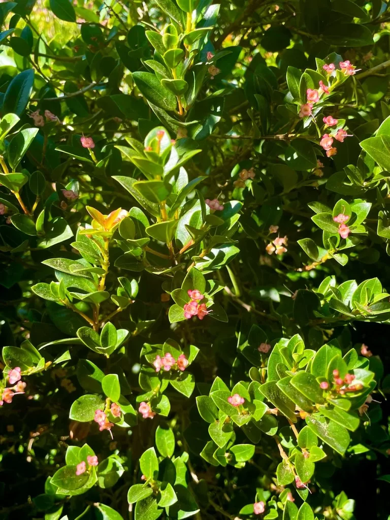 Syzygium paniculatum'Orange Twist'