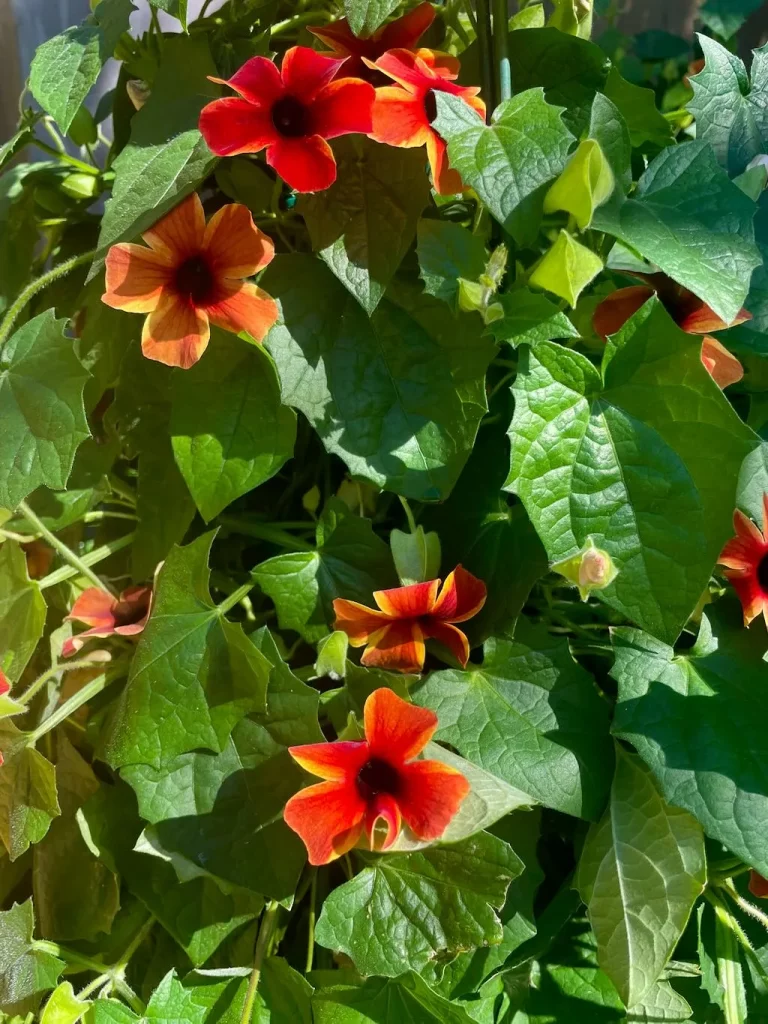 Thunbergia alata'Sunny Susy® Amber Stripes
