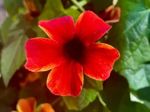 Thunbergia alata 'Sunny Susy® Amber Stripes