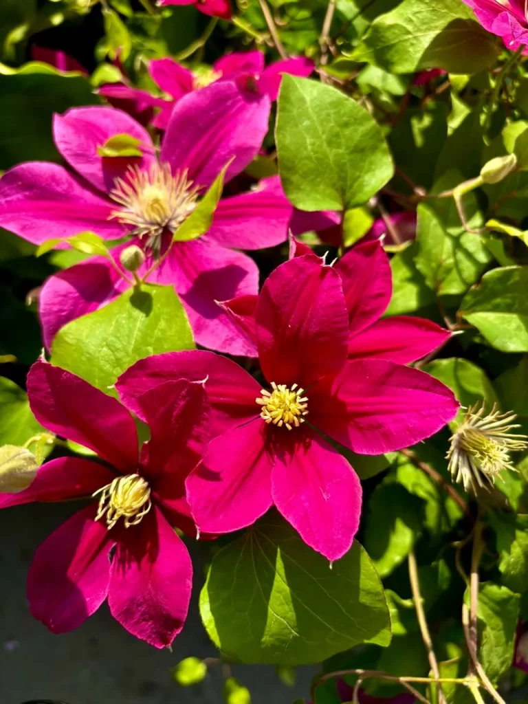 Clematis'Boulevard® Acropolis™'