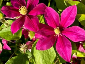 Clematis 'Boulevard® Acropolis™'