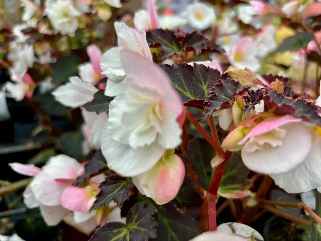 Begonia Adora™'Moon Dance'