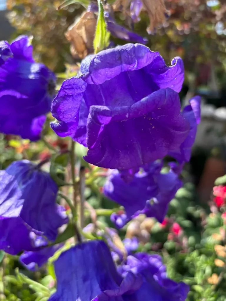 Campanula medium'Blue'