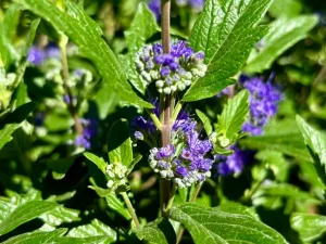Caryopteris 'Grand Bleu'
