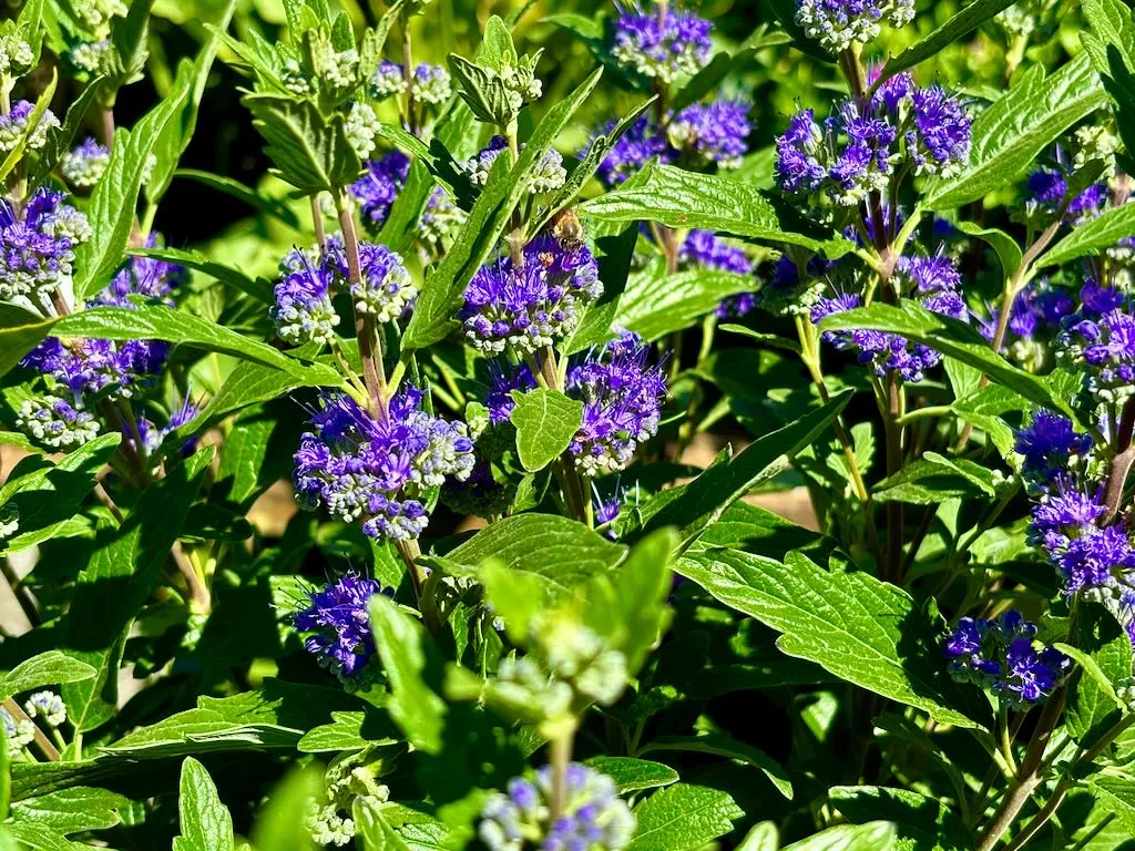Caryopteris Grand Bleu_result - Online Flower Garden Caryopteris'Grand Bleu'