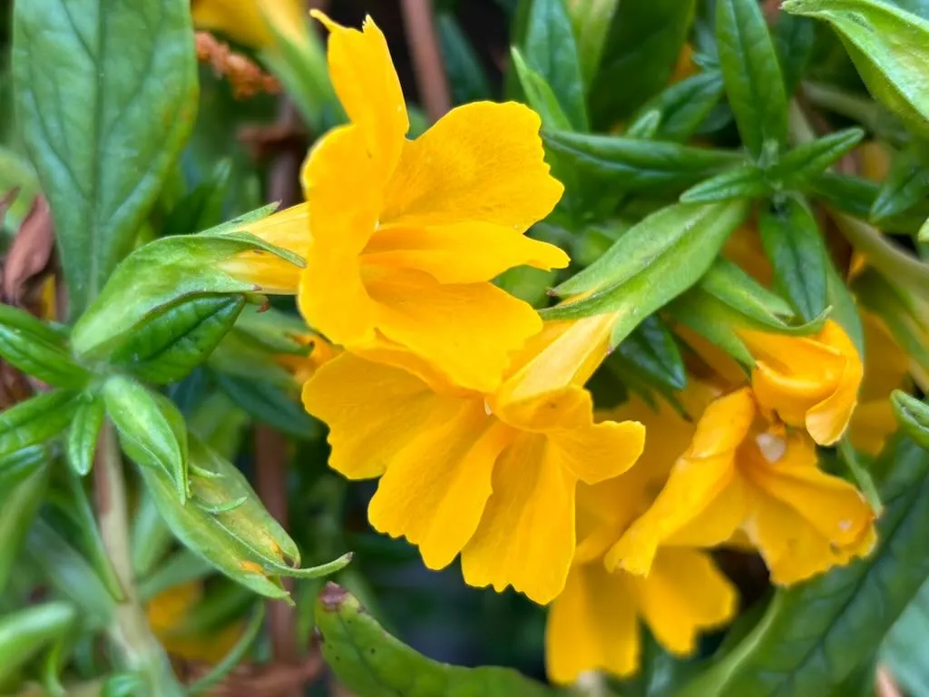 Diplacus Jelly Bean Gold-1_result - Online Flower Garden Diplacus'Jelly Bean Gold'