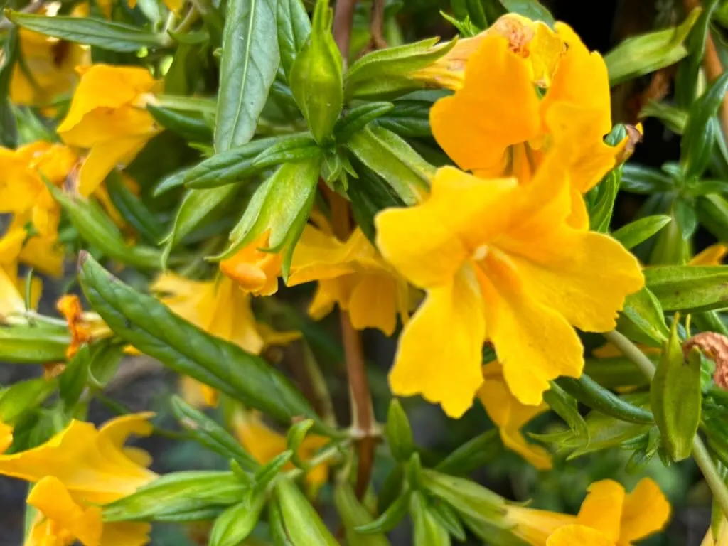 Diplacus Jelly Bean Gold_result - Online Flower Garden Diplacus 'Jelly Bean Gold'