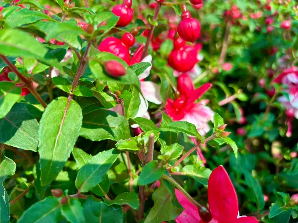 Fuchsia Ballerina Arabesque-1_result - Online Flower Garden Fuchsia'Ballerina Arabesque'