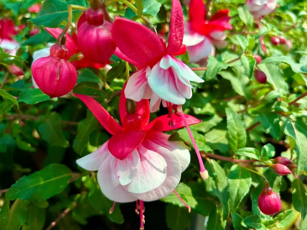 Fuchsia Ballerina Arabesque_result - Online Flower Garden Fuchsia 'Ballerina Arabesque'