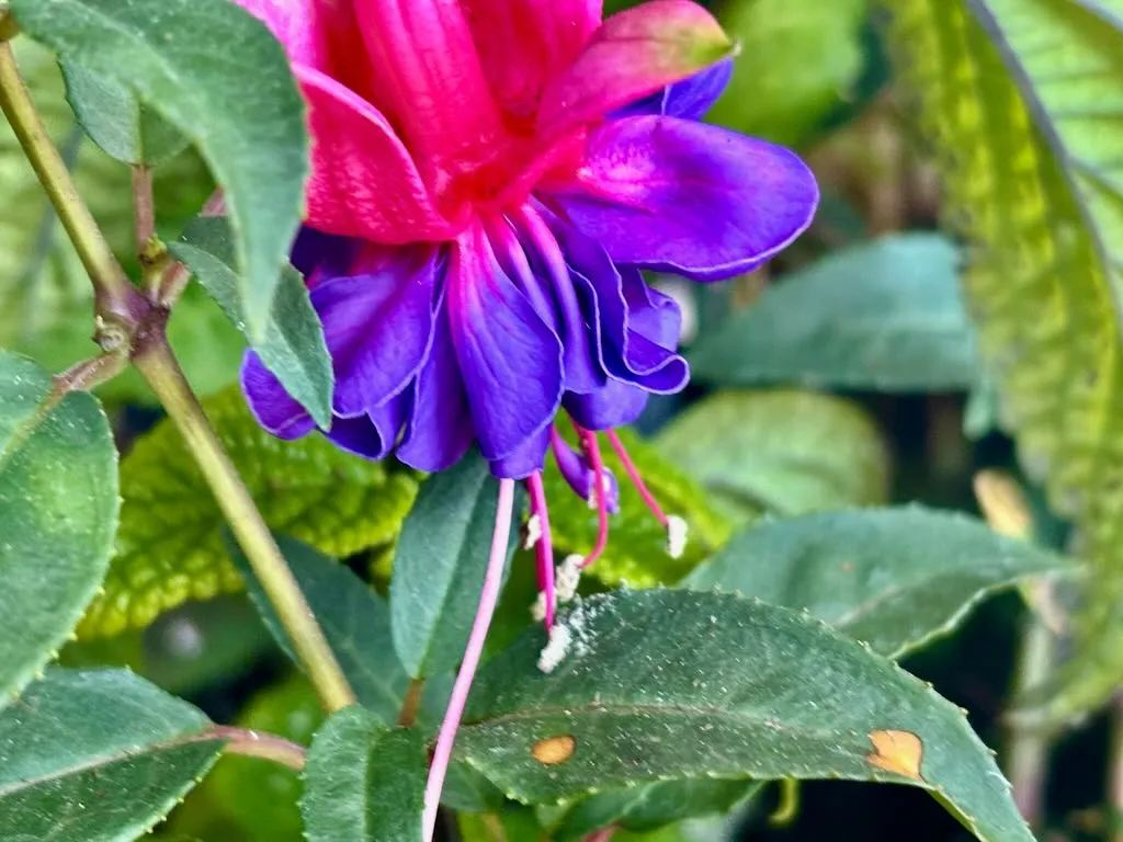 Onagraceae Fuchsia 'Winston Churchill'