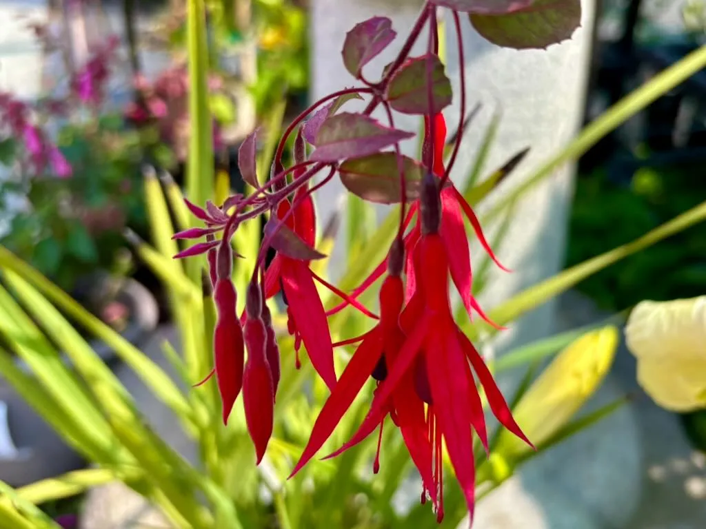 Fuchsia magellanica Versicolor-1_result - Online Flower Garden Fuchsia magellanica 'Versicolor'