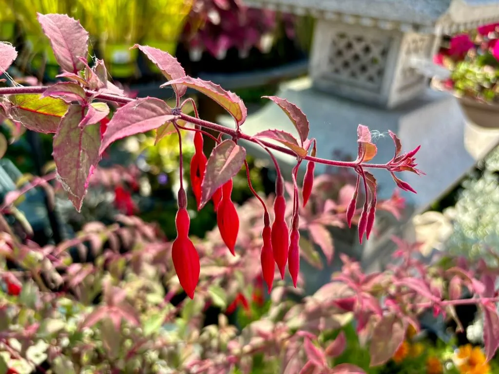 Fuchsia magellanica Versicolor_result - Online Flower Garden Fuchsia magellanica'Versicolor'