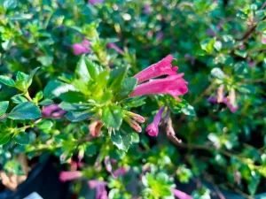 Hesperozygis 'Sunrise Mojito'