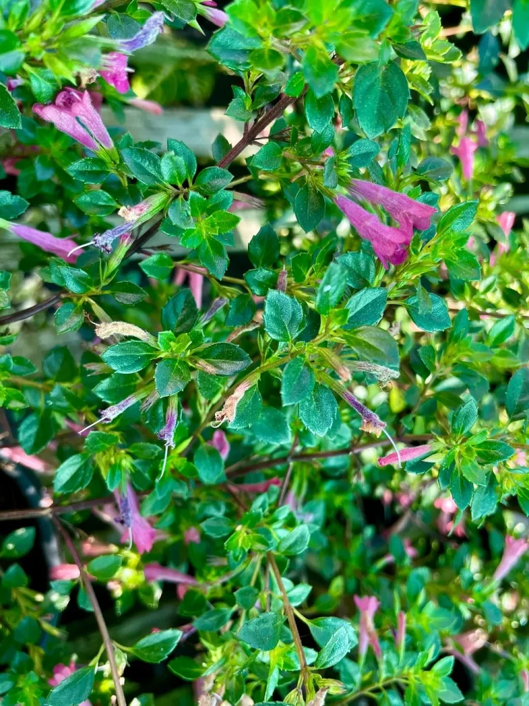 Hesperozygis Sunrise Mojito_result - Online Flower Garden Hesperozygis'Sunrise Mojito'