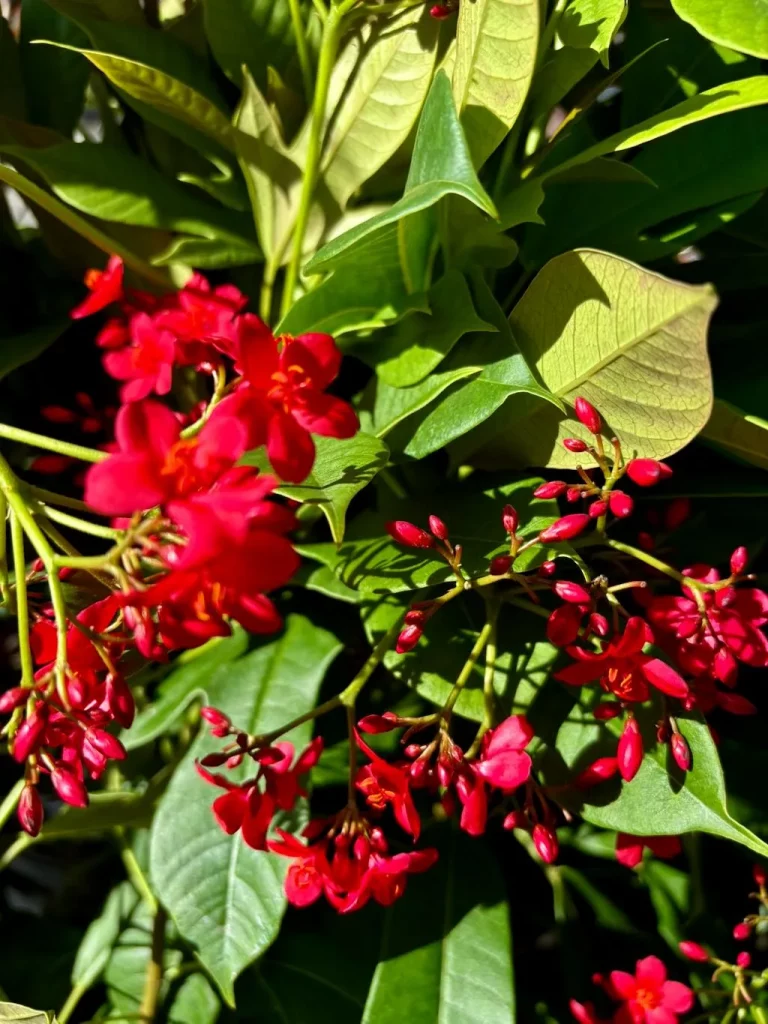 Jatropha integerrima Compacta-1_result - Online Flower Garden Jatropha integerrima'Compacta'