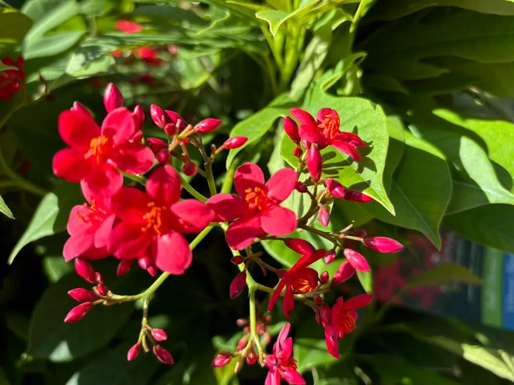 Jatropha integerrima Compacta_result - Online Flower Garden Jatropha integerrima 'Compacta'