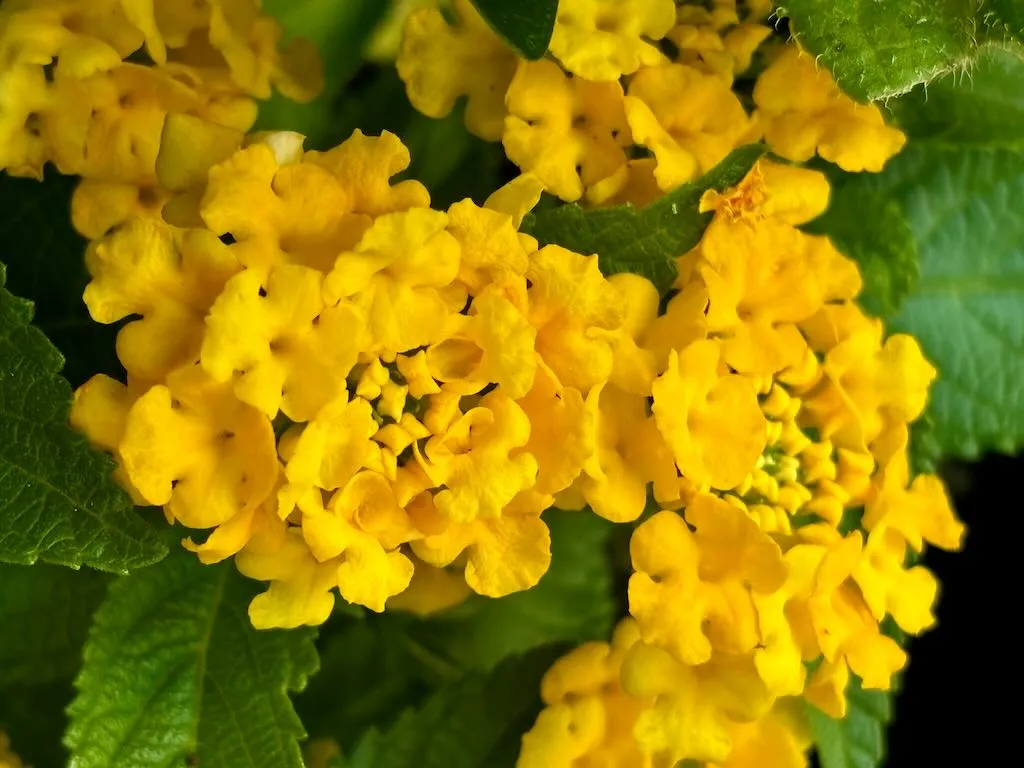 Lantana'Lucky™ Yellow'