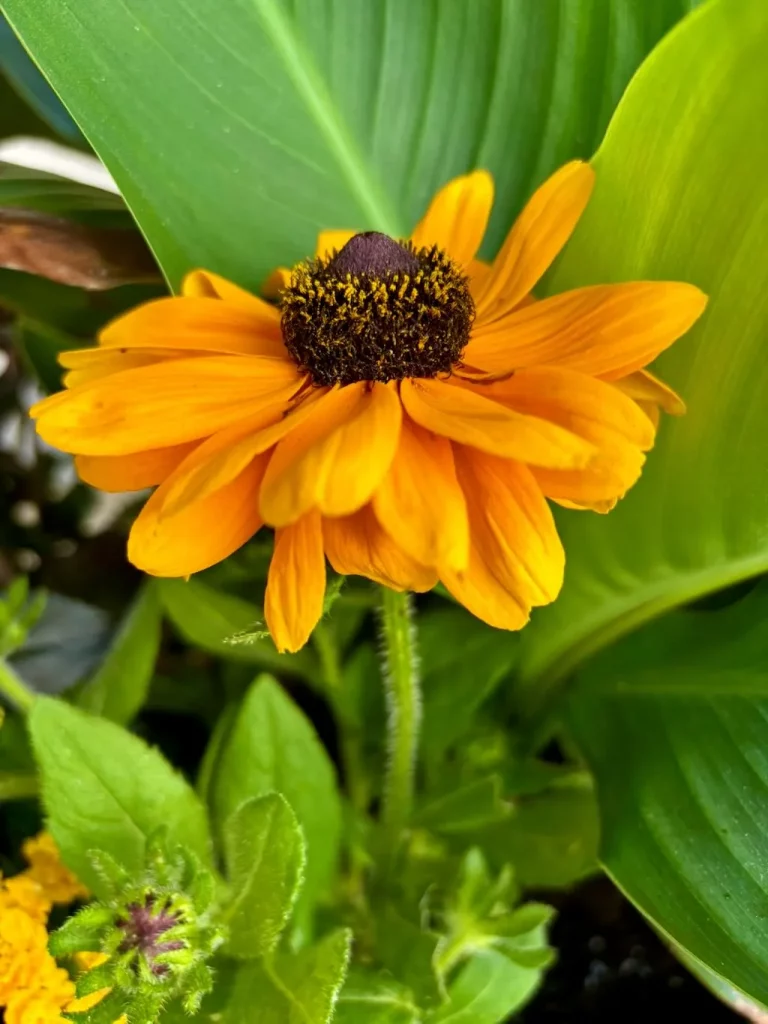 Rudbeckia'Dakota Flame'