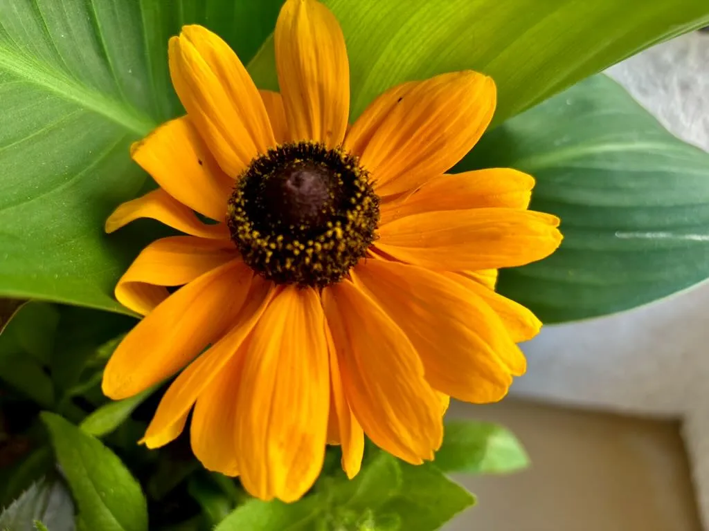 Rudbeckia 'Dakota Flame'