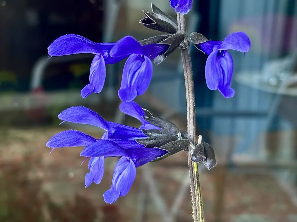 Salvia guaranitica Black & Bloom_result - Online Flower Garden Salvia guaranitica 'Black & Bloom'