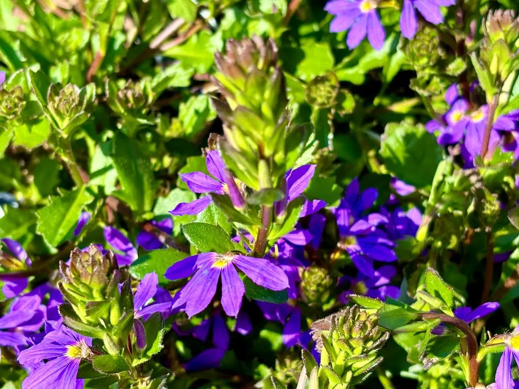 Scaevola Blue Brilliance-1_result - Online Flower Garden Scaevola 'Blue Brilliance'