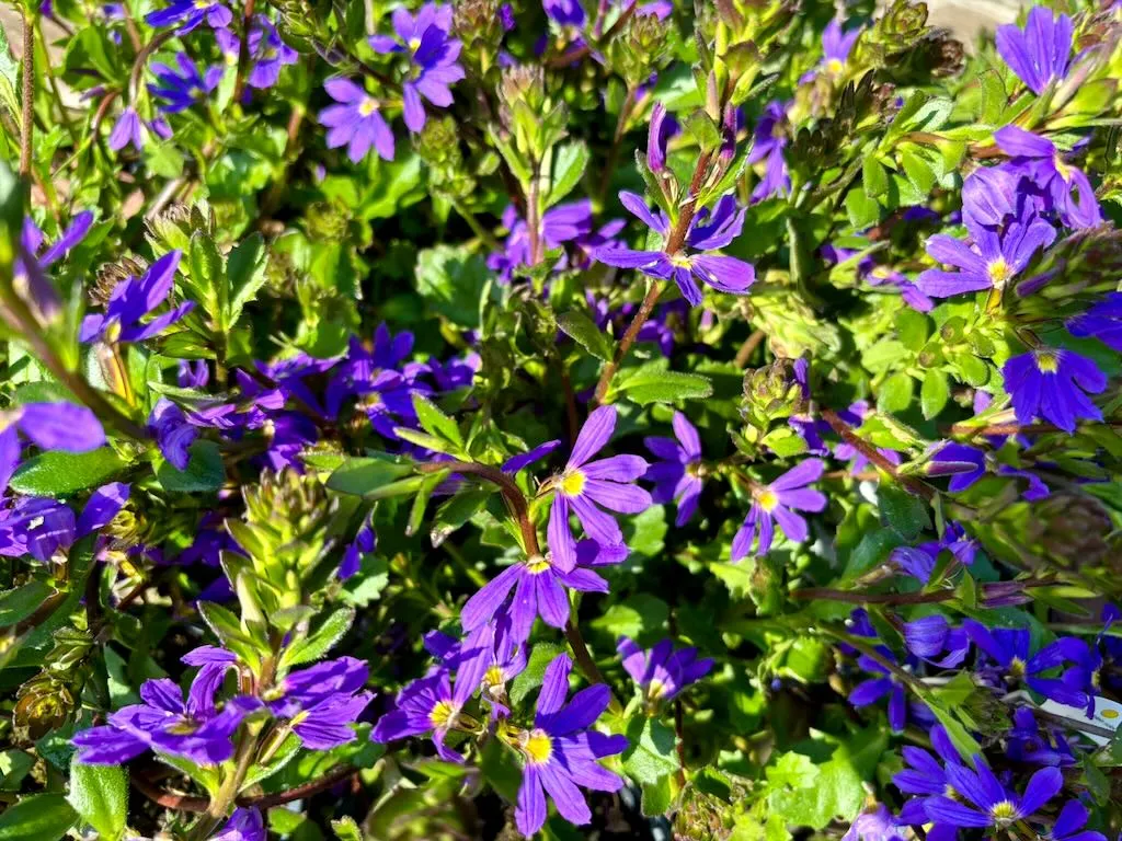 Scaevola Blue Brilliance_result - Online Flower Garden Goodeniaceae Scaevola'Blue Brilliance'