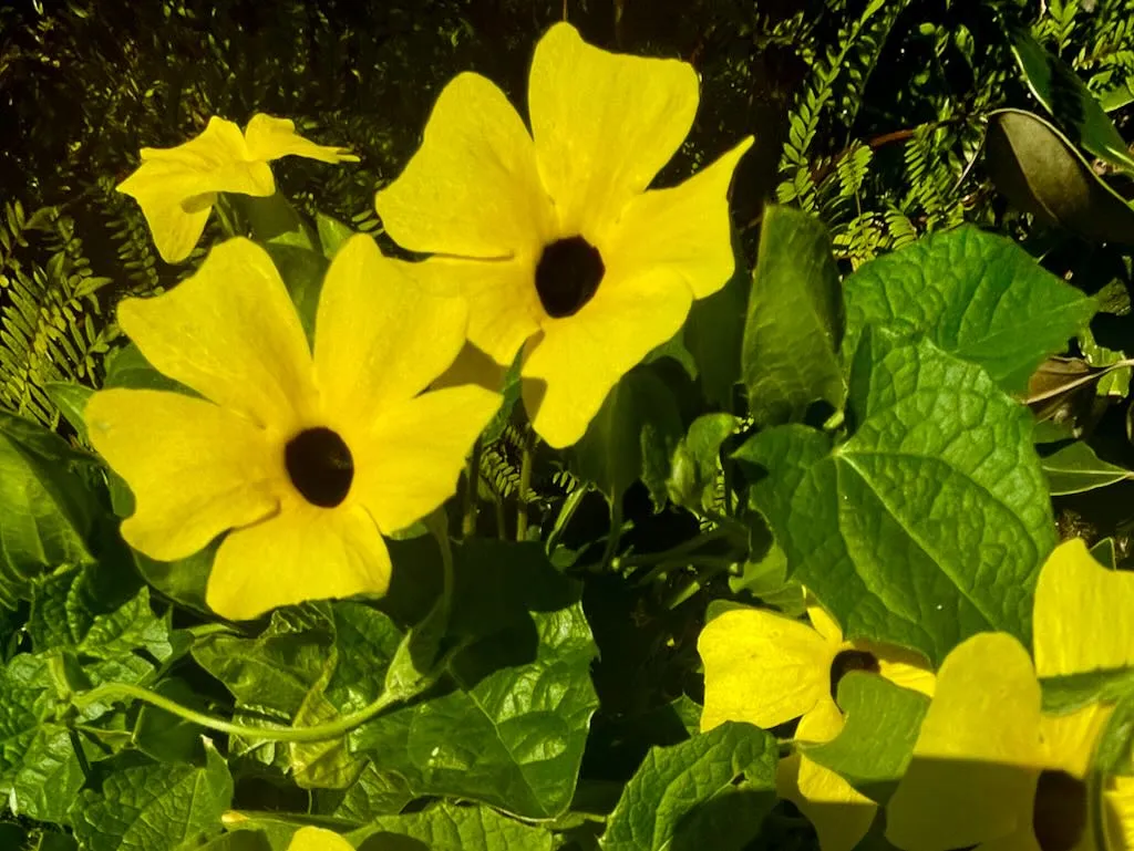 Thunbergia Sunny 'Lemon Star'
