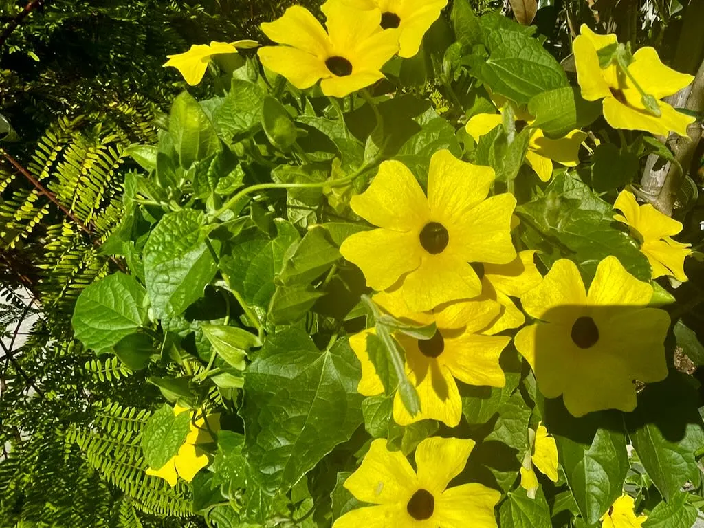 Thunbergia Sunny'Lemon Star'