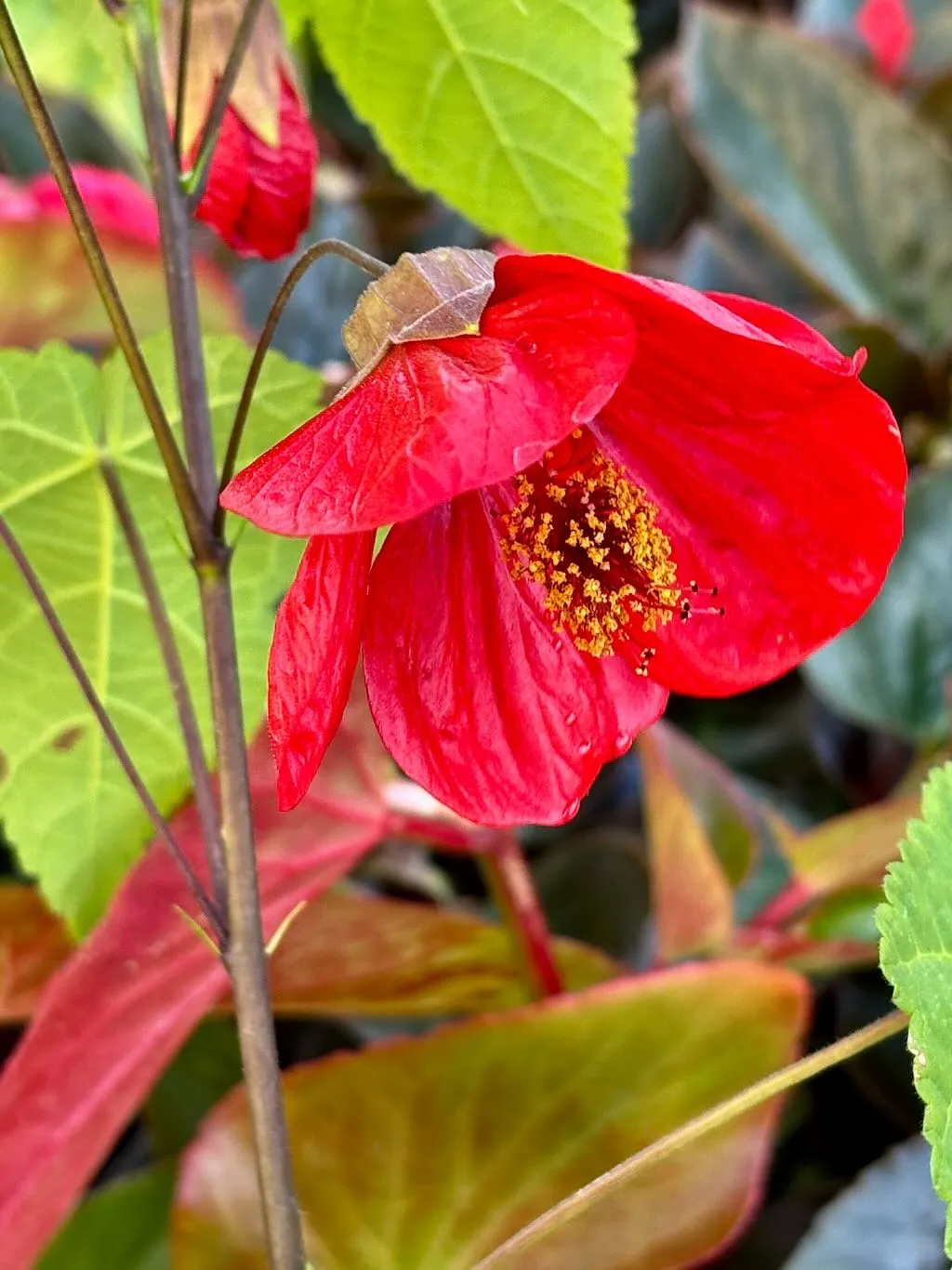 Abutilon Lucky Lantern Red-1_result - Online Flower Garden Abutilon ‘Lucky Lantern Red’