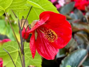 Abutilon ‘Lucky Lantern Red’