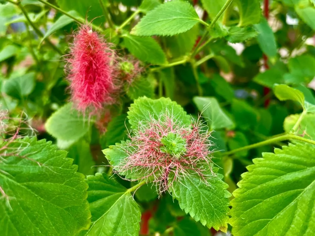 Acalypha pendula