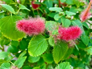 Acalypha pendula