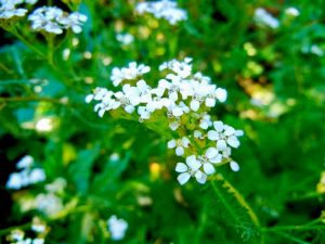 Achillea nobilis or Noble Yarrow