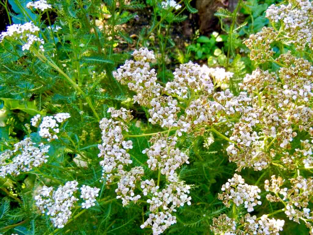 Achillea nobilis or Noble Yarrow - Online Flower Garden Achillea nobilis or Noble Yarrow