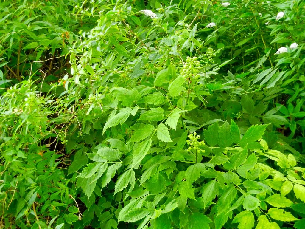 Actaea pachypoda-1_result - Online Flower Garden Actaea pachypoda