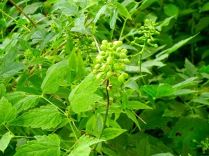 Actaea pachypoda