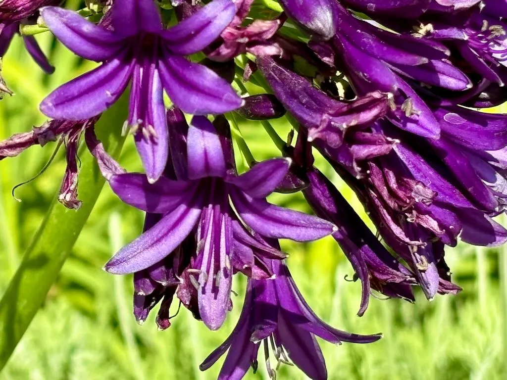 Agapanthus Blackjack_result - Online Flower Garden Agapanthus 'Blackjack™'