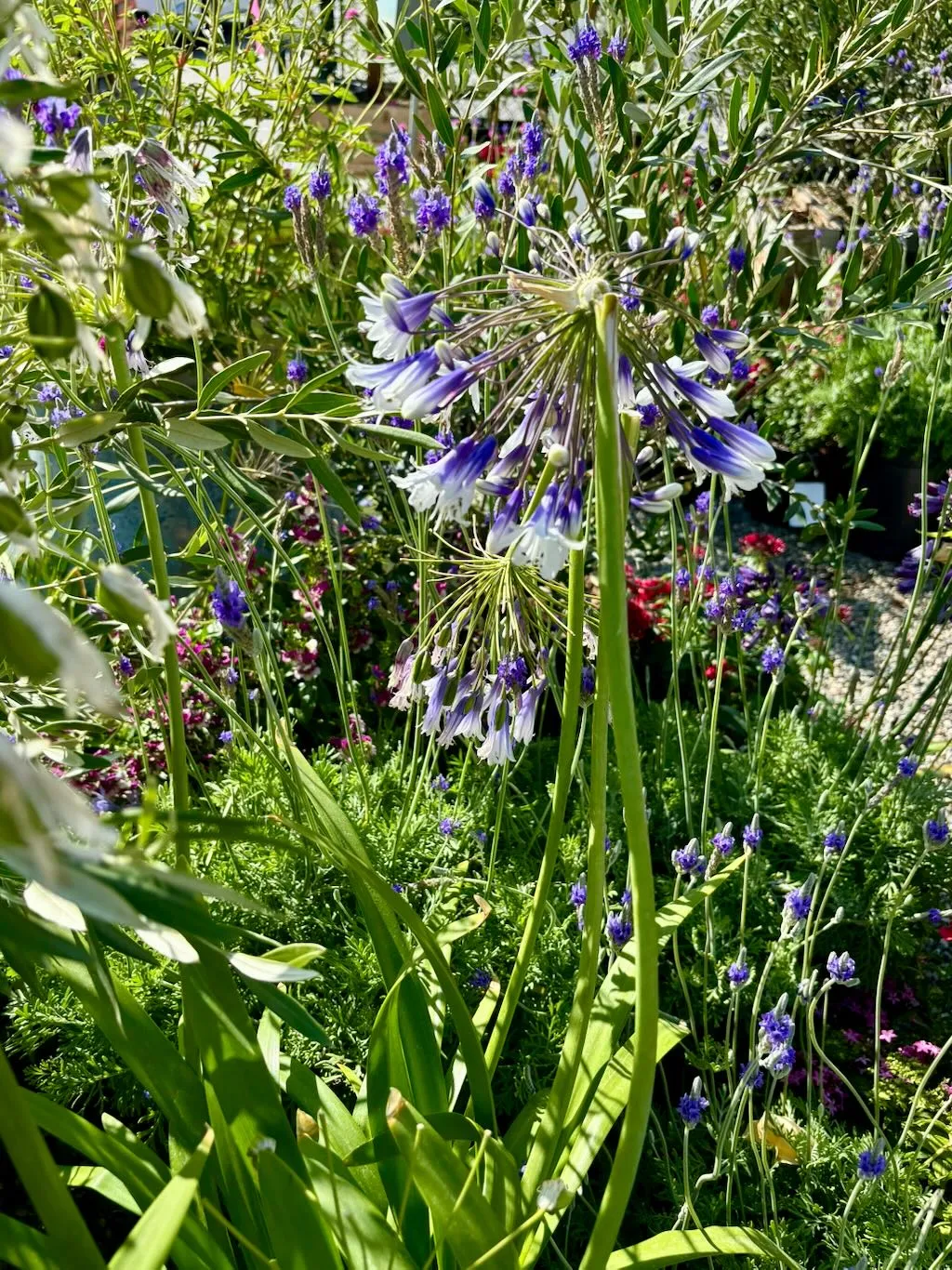Agapanthus'Ever Twilight™'