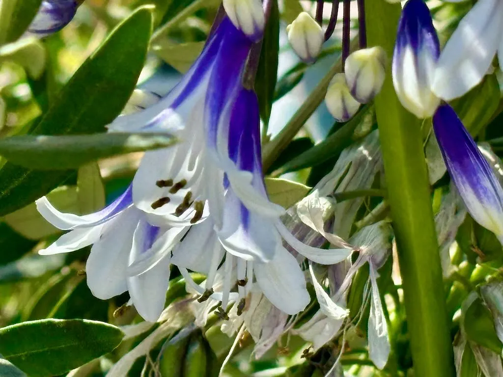 Agapanthus 'Ever Twilight™'