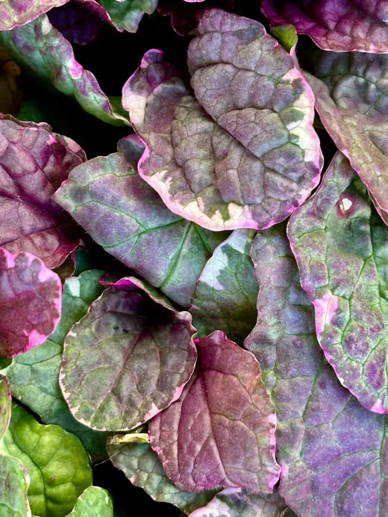 Ajuga reptans Burgundy Glow_result - Online Flower Garden Ajuga reptans'Burgundy Glow'