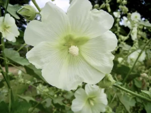 Alcea nudiflora