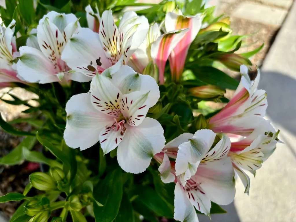 Alstroemeria'Inca Tirol'