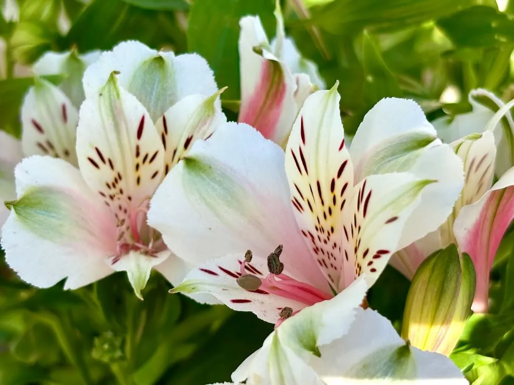 Alstroemeria 'Inca Tirol'