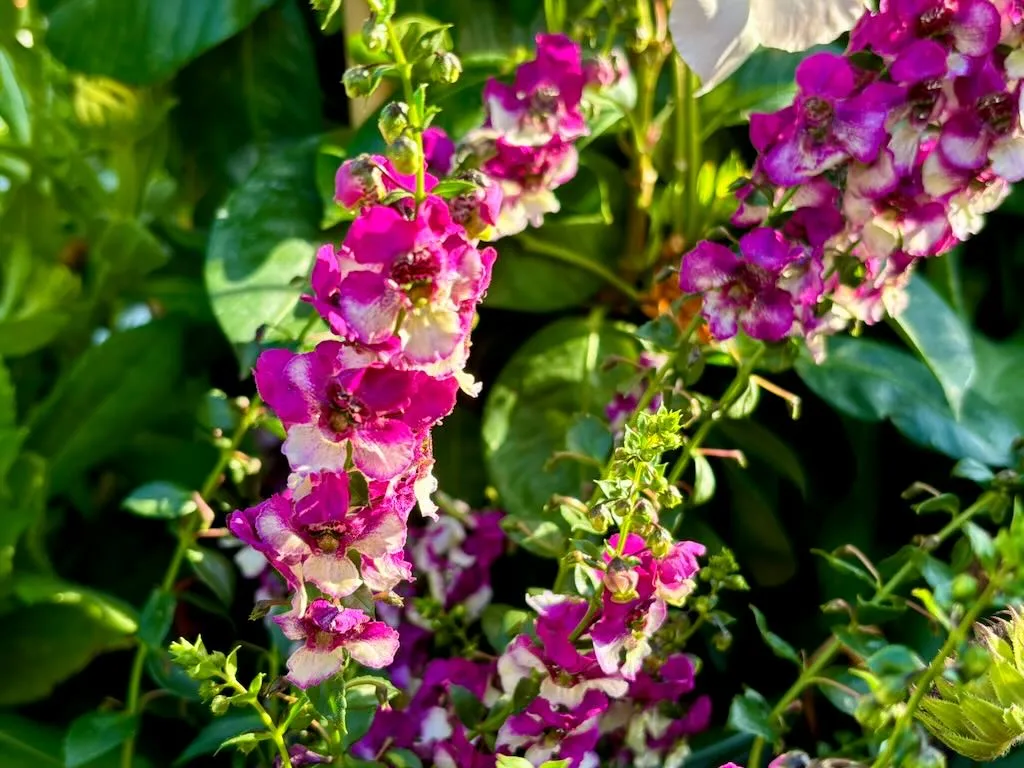 Angelonia'AngelDance™ Fuchsia Bicolor'