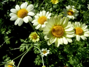 Anthemis 'Susanna Mitchell'