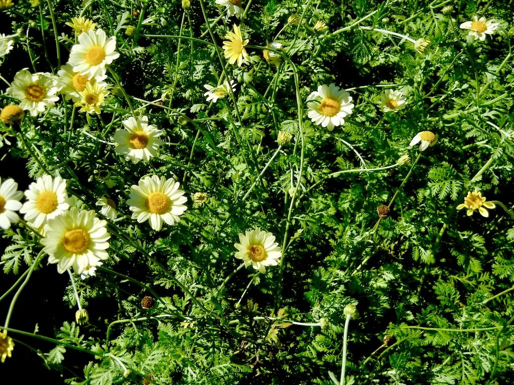 Anthemis Susanna Mitchell_result - Online Flower Garden Anthemis'Susanna Mitchell'