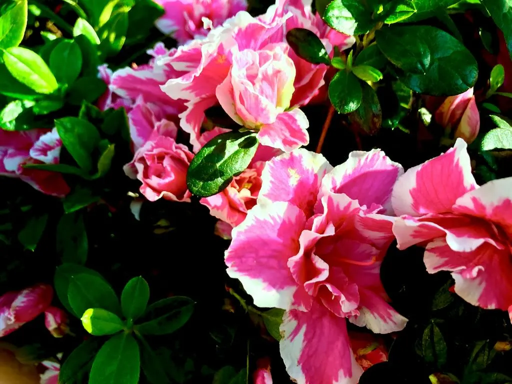Azalea Inga-1_result - Online Flower Garden Azalea'Inga'