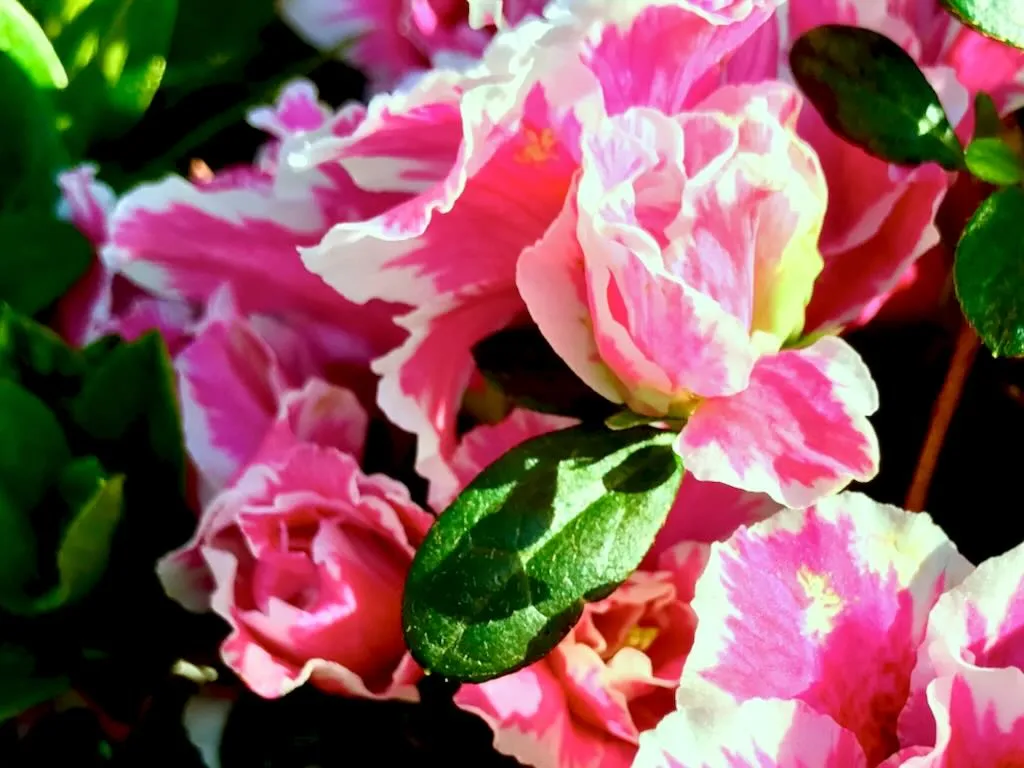Azalea Inga_result - Online Flower Garden Azalea 'Inga'