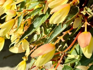 Begonia boliviensis 'Bossa Nova® Yellow'