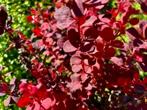 Berberis thunbergii 'Orange Rocket'